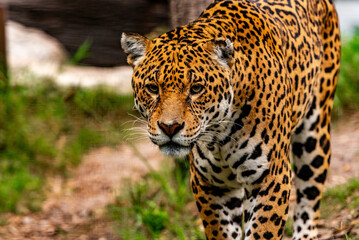 Into the wild - Jaguars