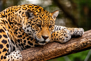 Into the wild - Jaguars