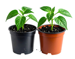 Two small pepper plants in separate pots (1)