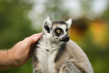 Ring-tailed lemur (Lemur catta) being gently touched by a human hand, showing trust and curiosity.