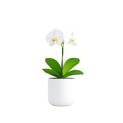 Elegant White Orchid Flower in Modern White Pot for Home Decor