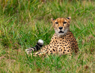 Cheetah !