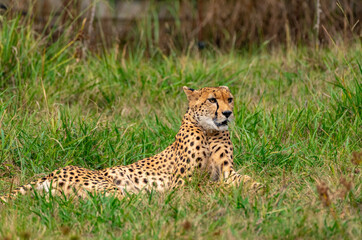 Cheetah !