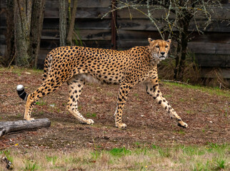 Cheetah !