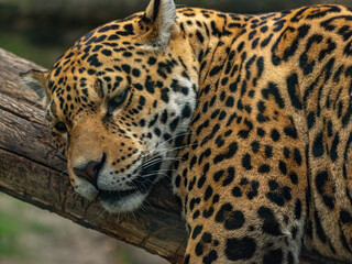 Into the wild - Jaguar