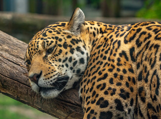 Into the wild - Jaguar