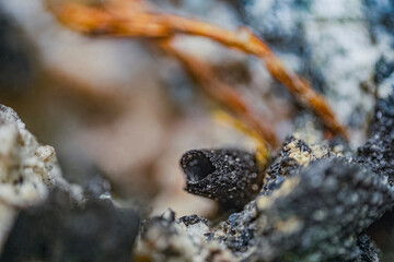 Macro aegirine & natrolite with microplants in Khibiny- rock breakdown by lichens. Scientific photos for erosion and soil formation research. Microphotography- 3.7X zoom magnification