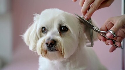 Cute white Maltese Bichon dog getting a haircut with scissors and comb during grooming session on pastel pink background.