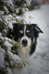 Portrait of a Border Collie in winter, snowflakes on fur and intense gaze.	