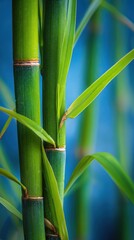 Close up of vibrant green bamboo stalks and leaves with a soft blue background