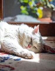 White cat sleeping in sun
