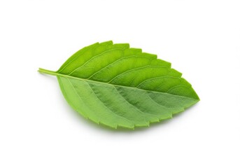 Fototapeta premium Fresh Green Basil Leaf Isolated on White Background