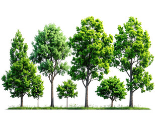 Lush green forest of diverse trees