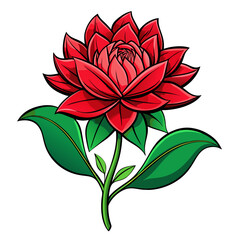 red and white flower