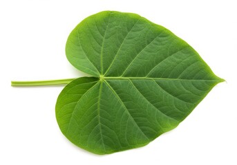 Heart Shaped Green Leaf with Prominent Veins White Background