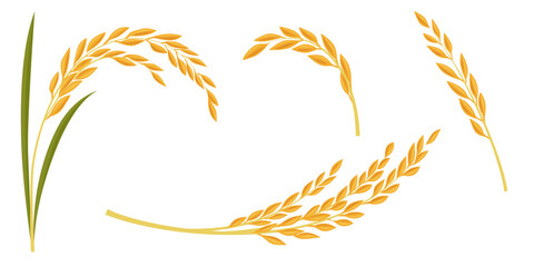 rice plant on a white background. Vector eps 10	