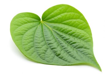 Piper Betel Heart Shaped Leaf White Background