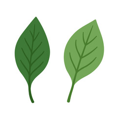 Two green leaves in flat vector style, minimal botanical illustration, modern eco design element, fresh nature symbol isolated on white background