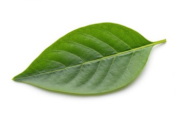 Obraz premium Single Green Leaf Studio Shot White Background