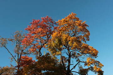 Autumn tree canopies with red and orange leaves against clear blue sky — nature background, serene nature, graphic style for seasonal design and mindfulness