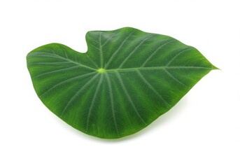Obraz premium Taro leaf dark green on white background studio shot