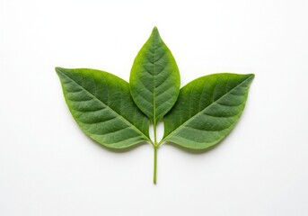 Obraz premium Three Green Leaves Isolated White Background