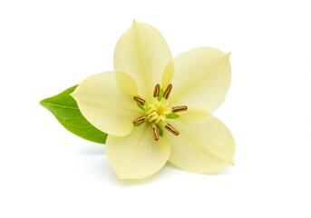 Fototapeta premium Yellow Flower with Green Leaf on White Background