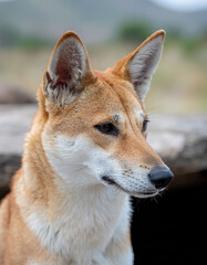 Close-up Portrait of a Wild Australian Dingo with Golden Fur