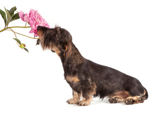 A charming wire-haired dachshund puppy sits against a dark background sniffing a peony flower.