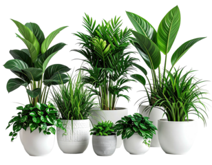 Assorted houseplants in white and gray pots