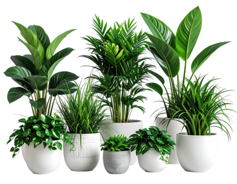 Assorted houseplants in white and gray pots