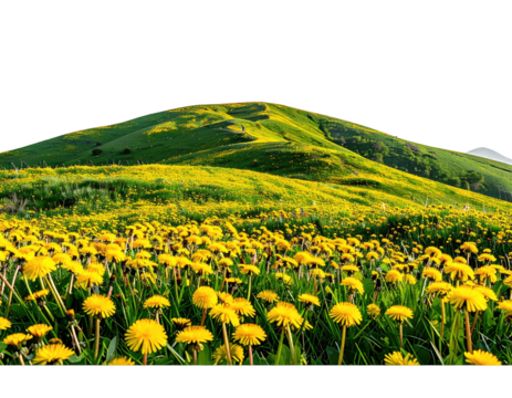 A vibrant hillside of dandelions