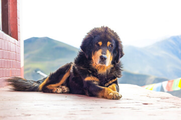 This majestic Tibetan Mastiff, a proud guardian breed, rests calmly in the mountains, offering a serene blend of nature’s beauty and the strength of one of the world's most loyal and exotic dogs.