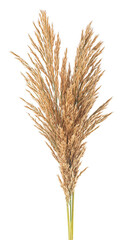 Fototapeta premium Several autumn bulrush ears isolated on a white background. Bunch of bulrush spikelets.