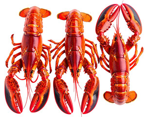 Three vibrant lobsters, top-down view