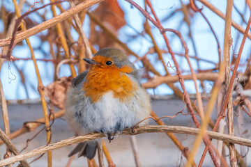 Cute bird the European Robin, Erithacus rubecula. sitting on the tree branch in winter.