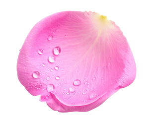 Close-up of a single pink rose petal with water droplets