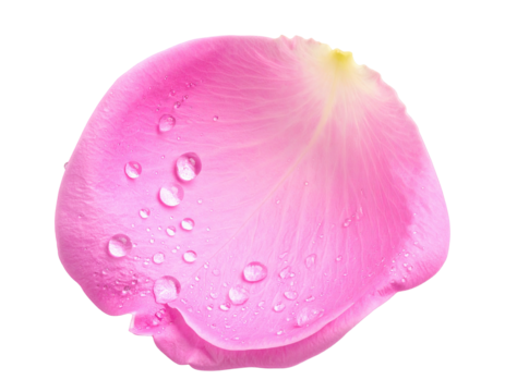 Close-up of a single pink rose petal with water droplets