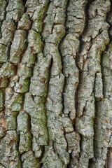 texture of big old tree