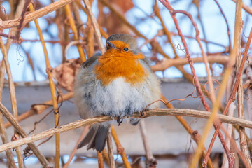 Cute bird the European Robin, Erithacus rubecula. sitting on the tree branch in winter.