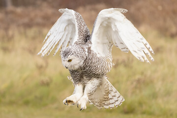 Snowy Owl (Bubo scandiacus) in Mid-Flight Landing in Open Field