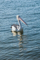 pelican on the pier at Noosa river