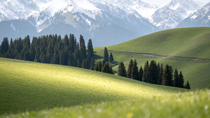 Mountain meadow with pine trees