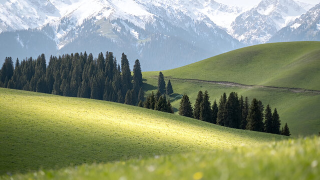 Mountain meadow with pine trees - Powered by Adobe
