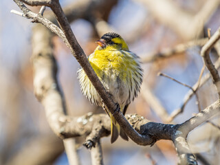 Eurasian siskin male, latin name spinus spinus, sitting on branch of tree. Cute little yellow songbird.