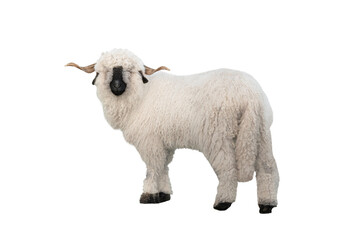 Welsh black white faced sheep white background