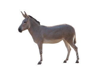 donkey isolated on a white background