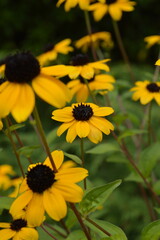 Coneflower. Echinacea.