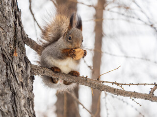Fototapeta premium The squirrel with nut sits on tree in the winter or late autumn
