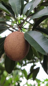 Fresh sapodilla fruit hangs among the lush green tropical foliage.